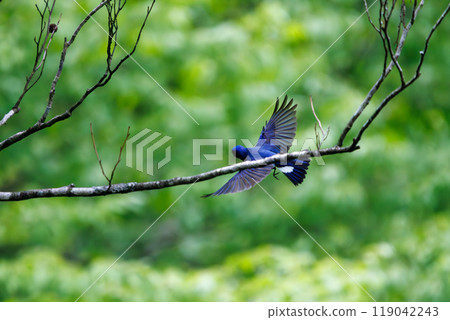 捕捉一隻美麗的飛鶲在神奈川縣的新鮮綠色植物中飛行捕捉飛蟲-2024 捕捉一隻美麗的飛鶲在神奈川縣的新鮮綠色植物中飛行捕捉飛蟲-2024 119042243