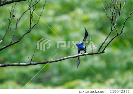 捕捉一隻美麗的飛鶲在神奈川縣的新鮮綠色植物中飛行捕捉飛蟲-2024 捕捉一隻美麗的飛鶲在神奈川縣的新鮮綠色植物中飛行捕捉飛蟲-2024 119042251