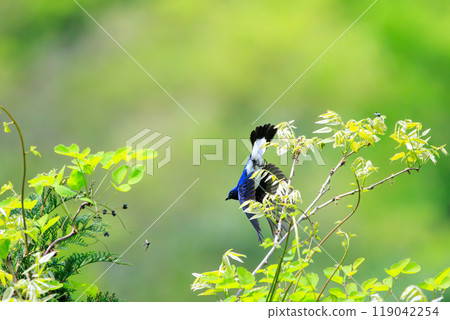 A beautiful blue-and-white flycatcher (Flycatcher) taking off to catch flying insects amidst the fresh greenery Kanagawa Prefecture - 2024 119042254