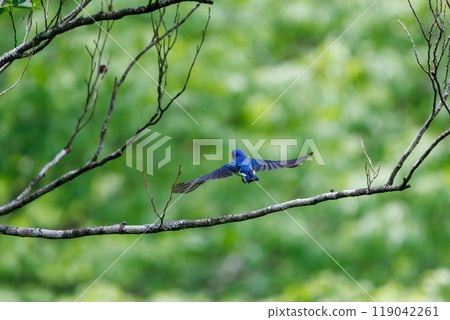 捕捉一隻美麗的飛鶲在神奈川縣的新鮮綠色植物中飛行捕捉飛蟲-2024 119042261
