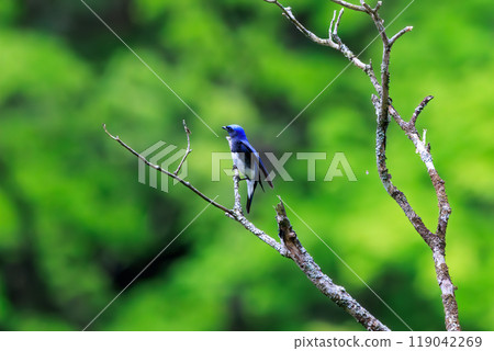 A beautiful blue-and-white flycatcher (Flycatcher) taking off to catch flying insects amidst the fresh greenery Kanagawa Prefecture - 2024 119042269