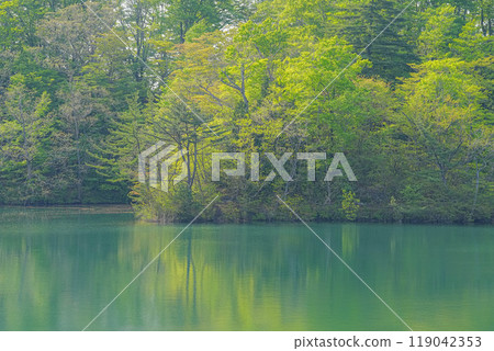 Tsuneki Tsuneki 119042353