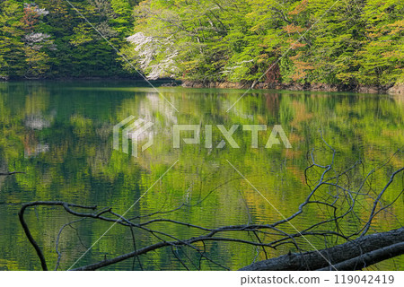 Tsuneki Tsuneki 119042419