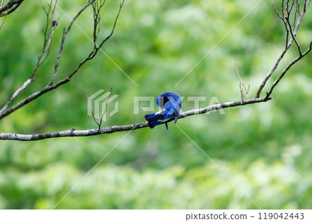 A beautiful blue-and-white flycatcher (Flycatcher family) preening its feathers amidst the fresh greenery. Hayatogawa Forest Road, Sagamihara City, Kanagawa Prefecture, Japan - 2024 119042443