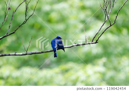 A beautiful blue-and-white flycatcher (Flycatcher family) preening its feathers amidst the fresh greenery. Hayatogawa Forest Road, Sagamihara City, Kanagawa Prefecture, Japan - 2024 A beautiful blue-and-white flycatcher (Flycatcher family) preening its feathers amidst the fresh greenery. Hayatogawa Forest Road, Sagamihara City, Kanagawa Prefecture, Japan - 2024 119042454