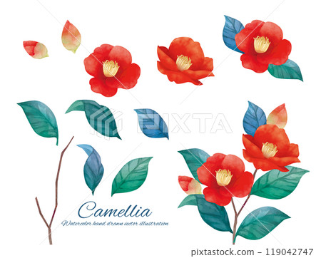Watercolor illustration of red camellia flower Watercolor illustration of red camellia flower 119042747