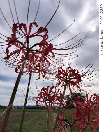 Cluster amaryllis Cluster amaryllis 119042880