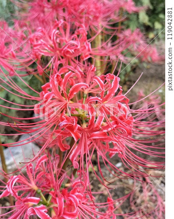 Cluster amaryllis Cluster amaryllis 119042881