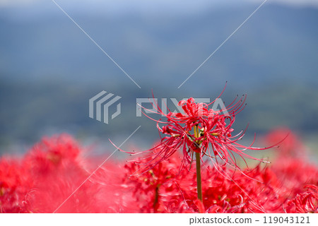 Kujyoji的群集孤挺花 119043121