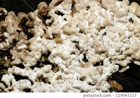 Close-up of a white, sponge-like young mushroom of Coriolus versicolor on a rotting tree in a wooded area (natural light + strobe macro photography) 119043157