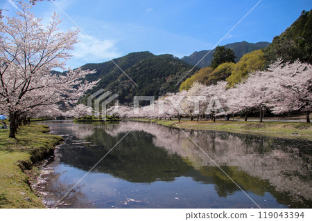 Cherry blossoms at Shimokitayama Sports Park Campground 119043394