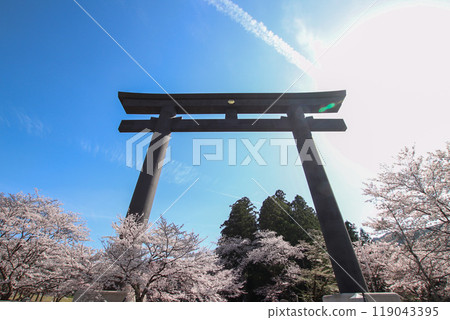 Cherry blossoms at the large torii gate of Kumano Hongu Taisha Shrine 119043395