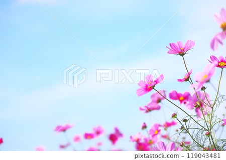 秋天的天空中盛開的粉色波斯菊 119043481