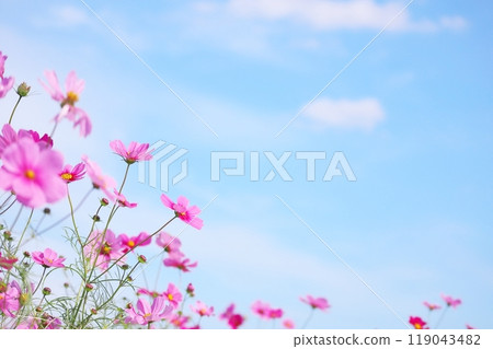 秋天的天空中盛開的粉色波斯菊 秋天的天空中盛開的粉色波斯菊 119043482