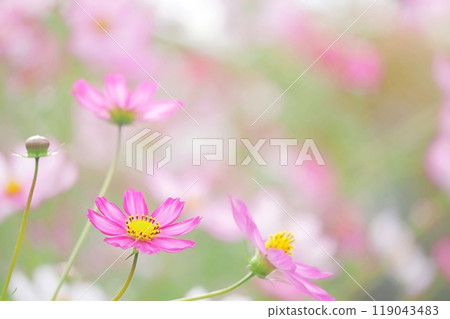 秋天的粉紅波斯菊 119043483