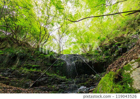 2024 年，在日本神奈川縣相模原市隼人川森林公路上，一座美麗的小瀑布從長滿青苔的岩石和新鮮綠色的懸崖上傾瀉而下 119043526