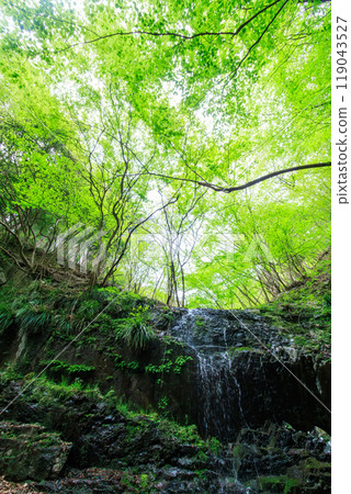 2024 年，在日本神奈川縣相模原市隼人川森林公路上，一座美麗的小瀑布從長滿青苔的岩石和新鮮綠色的懸崖上傾瀉而下 119043527