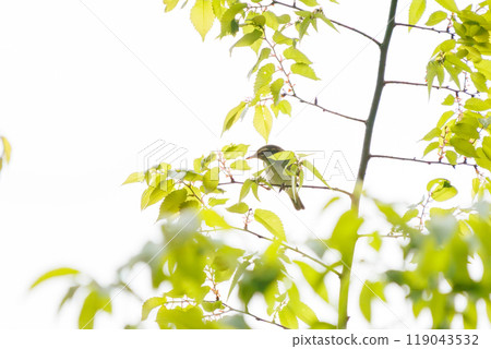 A cute Japanese bush warbler (Family: Parulidae) in flight on Hayatogawa Forest Road, Sagamihara City, Kanagawa Prefecture, Japan, 2024 A cute Japanese bush warbler (Family: Parulidae) in flight on Hayatogawa Forest Road, Sagamihara City, Kanagawa Prefecture, Japan, 2024 119043532