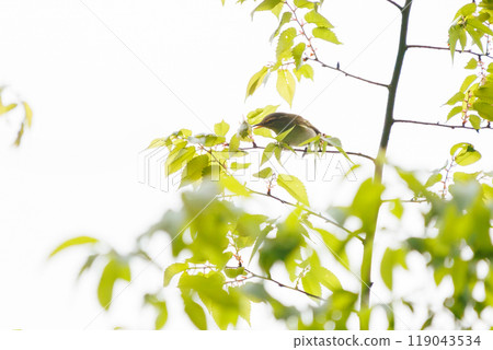 A cute Japanese bush warbler (Family: Parulidae) in flight on Hayatogawa Forest Road, Sagamihara City, Kanagawa Prefecture, Japan, 2024 119043534