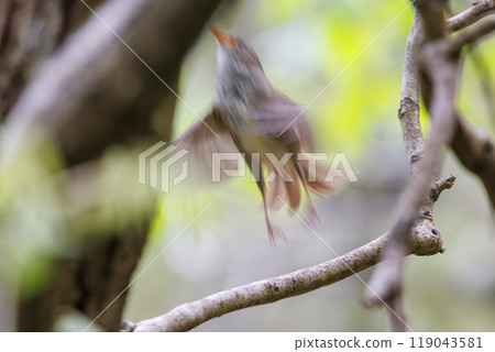 A cute Japanese bush warbler (family: Bruciformes) flying around searching for food in the bushes. Hayatogawa Forest Road, Sagamihara City, Kanagawa Prefecture, 2024 119043581