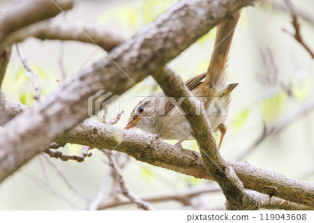 A cute Japanese bush warbler (family Muscicapidae) feeding in the bushes. Hayatogawa Forest Road, Sagamihara City, Kanagawa Prefecture, 2024 A cute Japanese bush warbler (family Muscicapidae) feeding in the bushes. Hayatogawa Forest Road, Sagamihara City, Kanagawa Prefecture, 2024 119043608