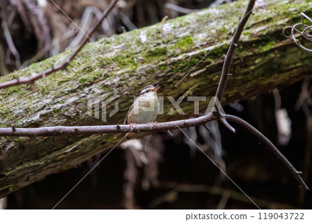 A cute bush warbler (family: Bush Warbler) singing loudly and with a mysterious high-frequency voice at dusk. Hayatogawa Forest Road, Sagamihara City, 2024 119043722