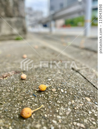 路邊銀杏 119043898