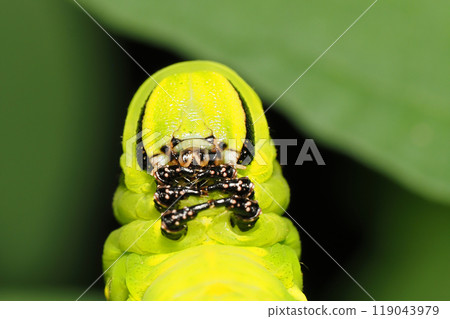 Caterpillar sparrow larva Caterpillar sparrow larva 119043979
