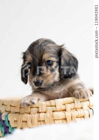 kaninhen 臘腸犬 小狗 kaninhen 臘腸犬 小狗 119043981