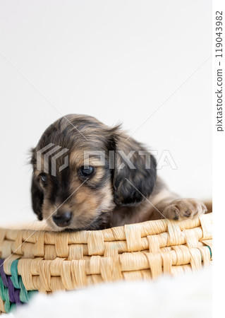 kaninhen 臘腸犬 小狗 kaninhen 臘腸犬 小狗 119043982