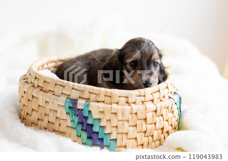 kaninhen 臘腸犬 小狗 119043983