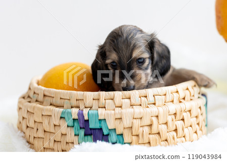 kaninhen 臘腸犬 小狗 kaninhen 臘腸犬 小狗 119043984