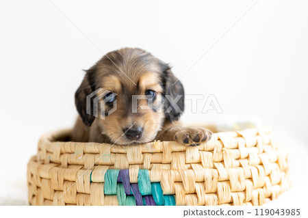 kaninhen 臘腸犬 小狗 119043985