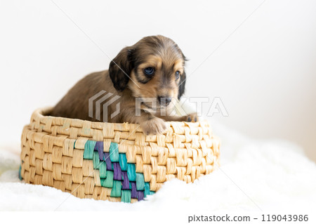 kaninhen 臘腸犬 小狗 kaninhen 臘腸犬 小狗 119043986