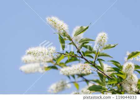 Beautiful flowers of the Japanese rose (Rosaceae) blooming in a mountain stream, Hayatogawa Forest Road, Sagamihara City, Kanagawa Prefecture, 2024 119044033