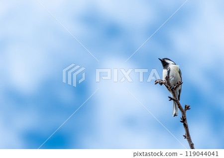 A versatile image photo: A small bird in the blue sky A versatile image photo: A small bird in the blue sky 119044041