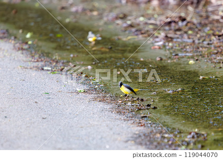 2024 年，一隻美麗的黃鶺鴒（Wagtailidae）在溪流中尋找食物。 119044070