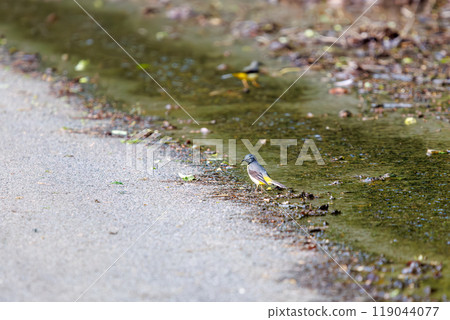2024 年，一隻美麗的黃鶺鴒（Wagtailidae）在溪流中尋找食物。 119044077