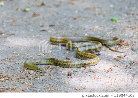 A large and beautiful Japanese rat snake (Colubridae) on Hayatogawa Forest Road, Sagamihara City, Kanagawa Prefecture, 2024 119044102