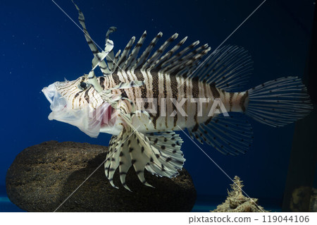 Lionfish, Devil stinger, Scorpion fish, Lionfish, Poisonous fish, Tiger fish, Fish yawn 119044106