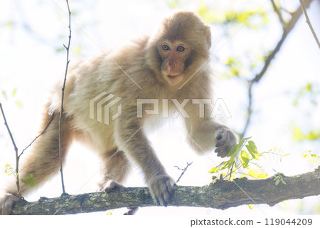 A group of cute Japanese macaques (family Cercopithecus) appearing on a forest road early in the morning, Hayatogawa Forest Road, Sagamihara City, Kanagawa Prefecture, 2024 119044209