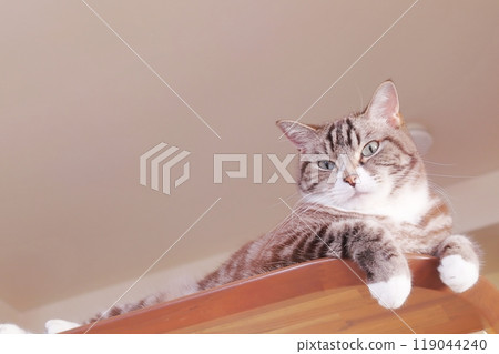 Relaxed tabby cat staring Relaxed tabby cat staring 119044240