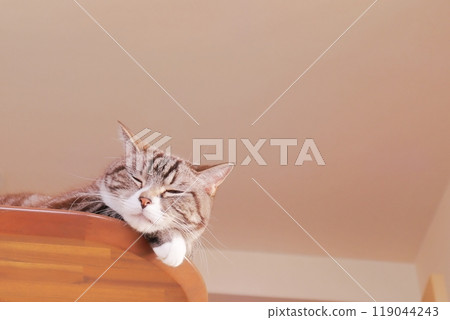 Tabby cat sleeping comfortably Tabby cat sleeping comfortably 119044243