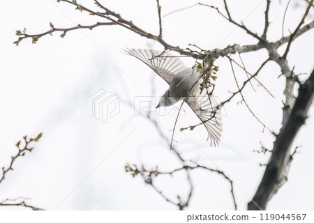 A cute little flycatcher (Flycatcher family) soaring among the fresh greenery at Hayatogawa Forest Road, Sagamihara City, Kanagawa Prefecture, 2024 119044567