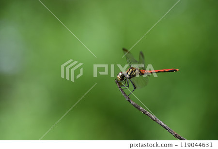 A male of the red dragonfly family, the Noshime dragonfly 119044631