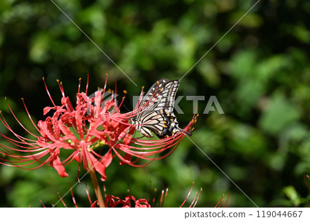 Swallowtail and red spider lily 119044667