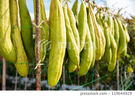 Sponge Gourd (Luffa aegyptiaca) is dried on the fence Sponge Gourd (Luffa aegyptiaca) is dried on the fence 119044929
