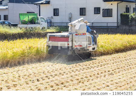 Harvesting rice in a rice field in a residential area. Harvesting rice on a combine harvester. 119045255