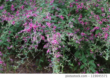 Pink flowers of the Japanese bush clover blooming in an autumn field Pink flowers of the Japanese bush clover blooming in an autumn field 119045571