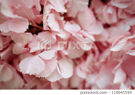 A close up of pink flowers with a soft, delicate look A close up of pink flowers with a soft, delicate look 119045594